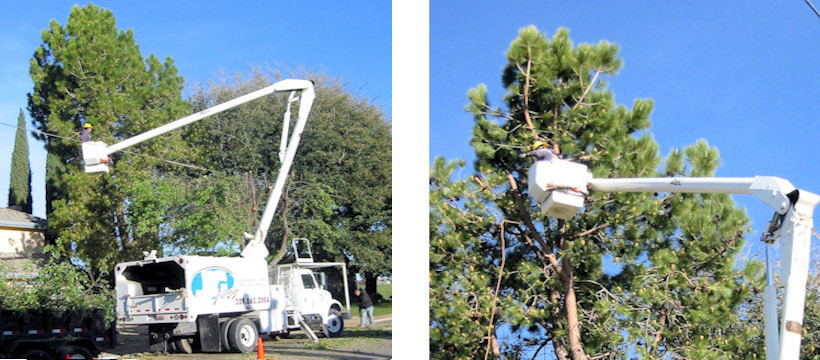 Full service tree triming and removal services